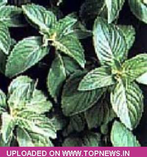 Mentha Oil