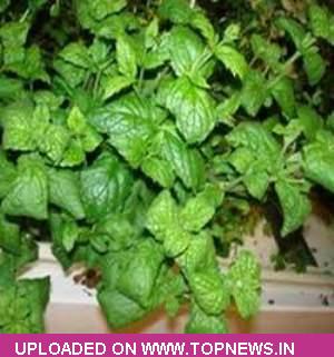 Mentha Oil