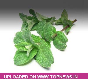 Mentha Oil