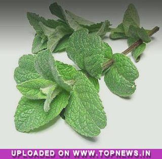 Mentha-Oil