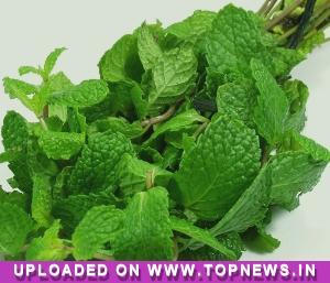 Mentha Oil