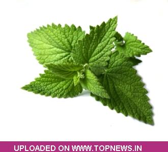 Mentha Oil