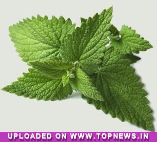 Mentha Oil