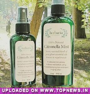 Mentha oil
