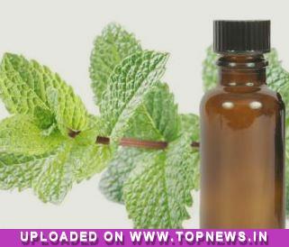 Mentha oil
