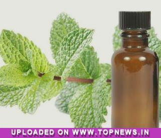 Mentha Oil