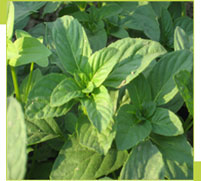 Commodity Outlook for Mentha oil by KediaCommodity