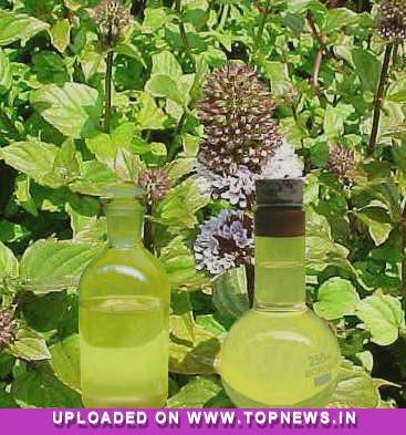 Mentha oil