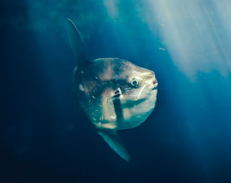 Mesopelagic-fish