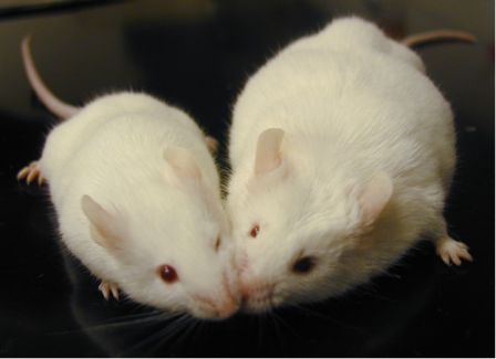 Protein inactivation prevents age-related conditions in mice