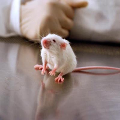 Tumors may shrink if patients get bigger, nicer home