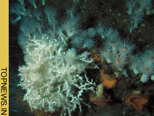 Microbes in deep-sea mud volcanoes may yield clues to alien life