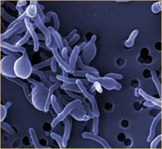 Microbes boosting Learning process