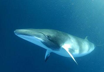 Minke-whales