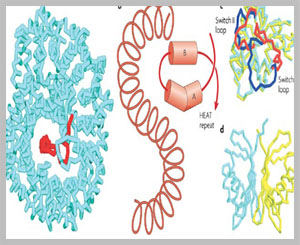 Molecular mechanism that lets bladder feel fullness of urine uncovered
