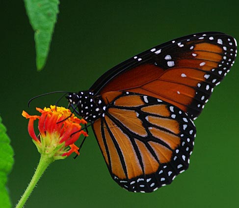 Monarch butterflies employ 'magnetic compass' during migration