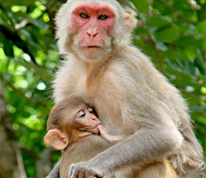 Just like humans, monkey moms go gooey over newborns