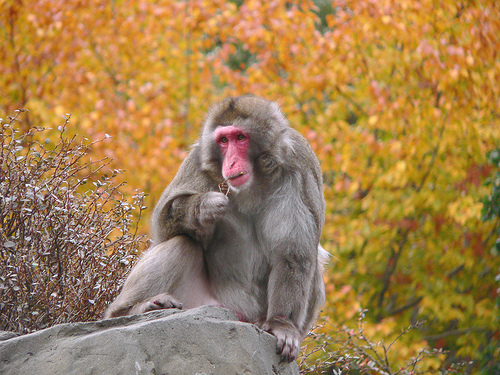 Fatal monkey