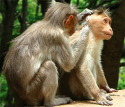 Monkeys prefer mates with different genes