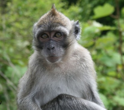 Monkeys