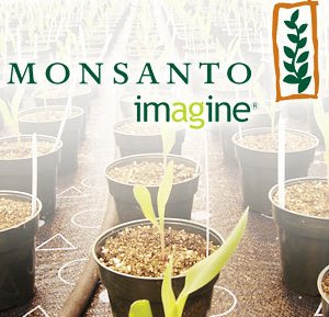 Monsanto Q1 net profit up by 12.5%