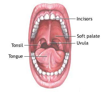 Mouth can indicate body’s overall health