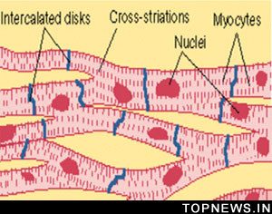 Animal Cell Muscle