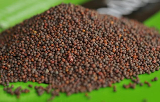 Commodity Trading Tips for Mustard Seed by KediaCommodity