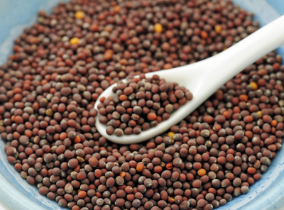 Commodity Trading Tips for Mustard Seed by KediaCommodity