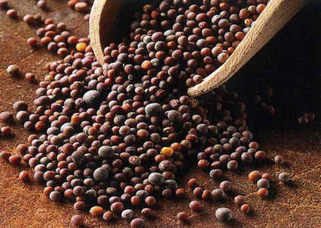 Commodity Trading Tips for Mustard Seed by KediaCommodity