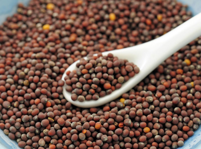 Commodity Trading Tips for Mustard Seed by KediaCommodity