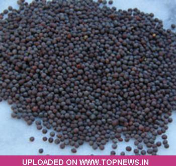 Mustard Seed