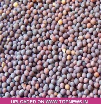 Commodity Trading Tips for Mustardseed by KediaCommodity