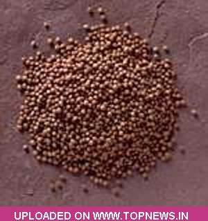 Commodity Trading Tips for Mustardseed by KediaCommodity Commodity Trading Tips for Mustardseed by KediaCommodity