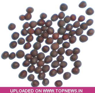 Commodity Trading Tips for Mustardseed by KediaCommodity
