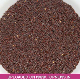 Commodity Trading Tips for Mustard by Kedia Commodity