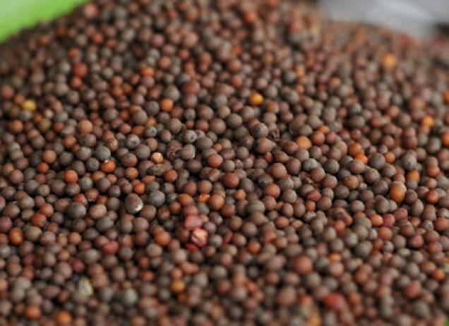 Commodity Trading Tips for Mustardseed by KediaCommodity Commodity Trading Tips for Mustardseed by KediaCommodity