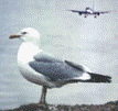 National Bird Control Committee 