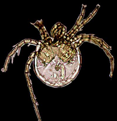 New-mite-species