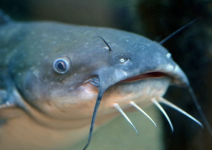 New-species-of-catfish