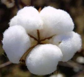 November to restart of cotton export