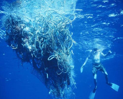 Ocean Bacteria