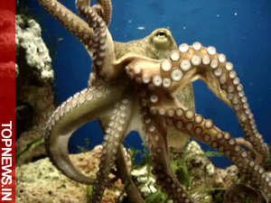 World’s octopuses share a common ‘living’ ancestor