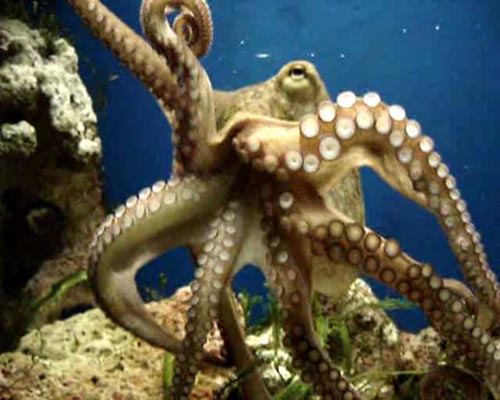 Scientists discover deep-sea octopus that broods eggs for over 4 years