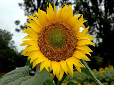 OilSeeds