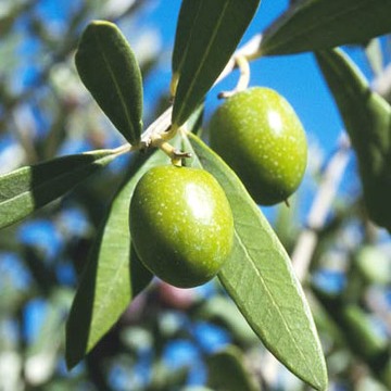 Olive leaves can help fight obesity