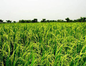 Over three million tonnes of paddy procured in Haryana
