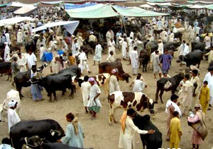 Chopper to keep vigil on Pakistan's animal marke