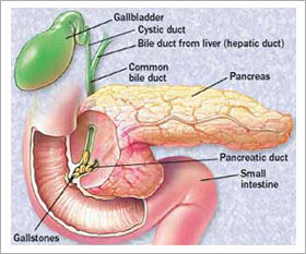 Potential new target for pancreatitis treatment identified