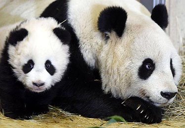 Vienna's favourite panda arrives in new home in China